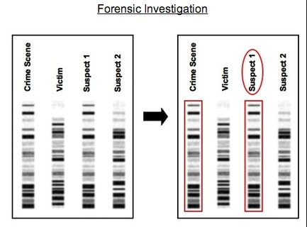 dna forensic